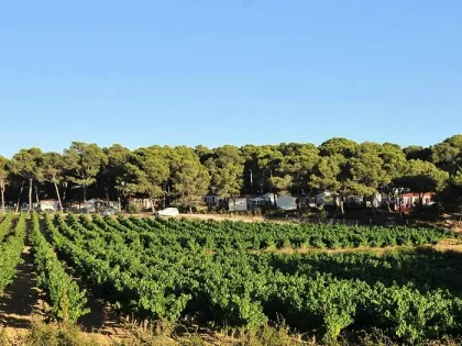 Camping - Castelnau-de-Guers - Languedoc-Roussillon - résidentiel la Pinède