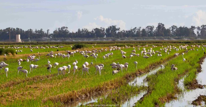 Camping - L'Ampolla - Costa Dorada - Taiga Delta de l'Ebre