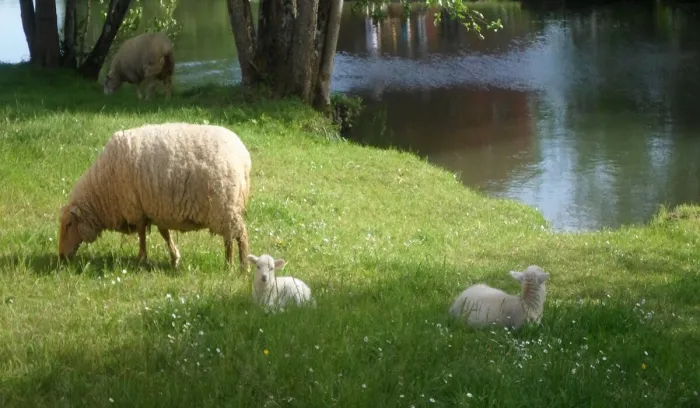 Camping - Civray - Poitou-Charentes - de Civray