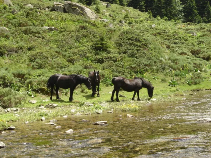 Camping - Ax-les-Thermes - Midi-Pyrénées - Le Malazéou