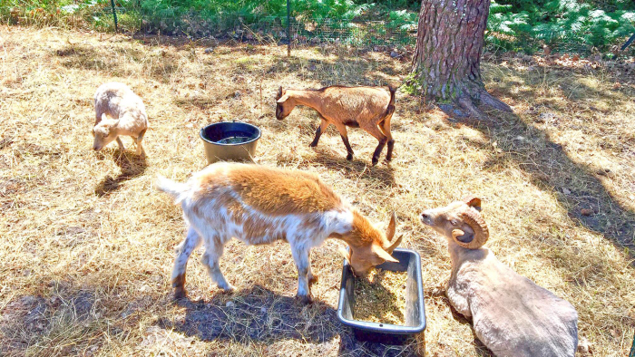 Camping - Messanges - Aquitaine - Lou Pignada - Image #8