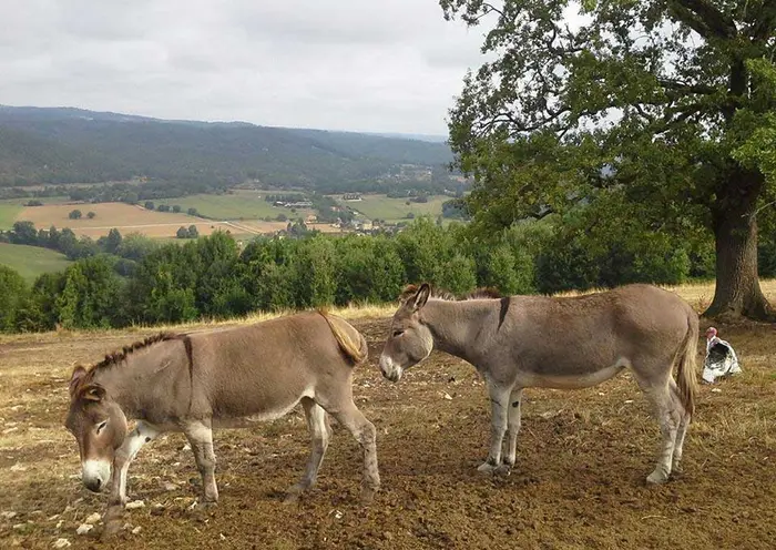 Des rendez-vous autour des animaux