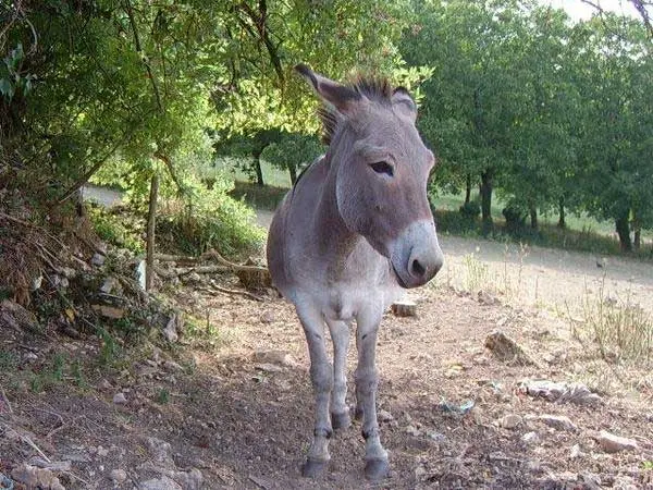 Des rendez-vous autour des animaux