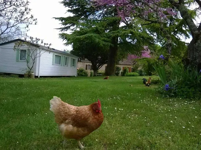 Des rendez-vous autour des animaux