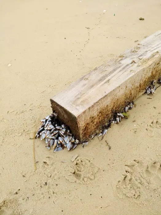 Contis, plage et activités de glisse
