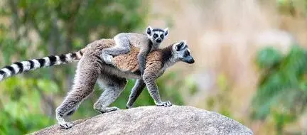 Zoo de Labenne