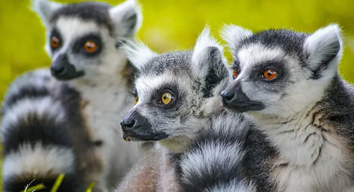 Parc animalier Saint Martin