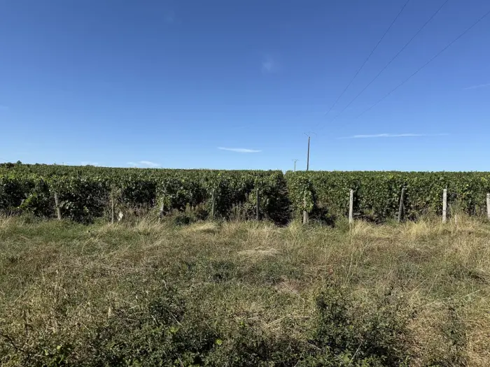 Vignobles de Bourgogne