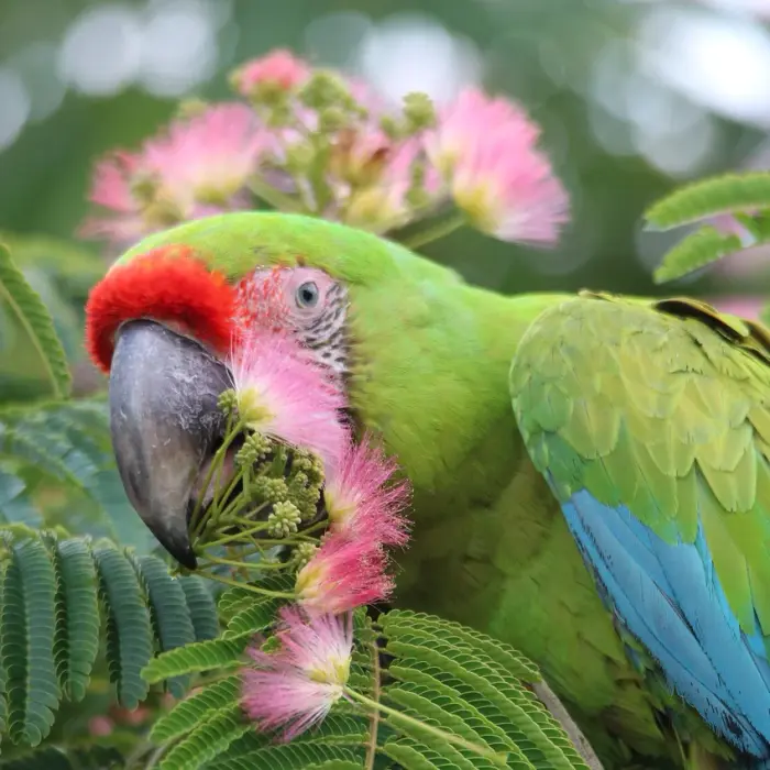 Parc animalier de Branféré