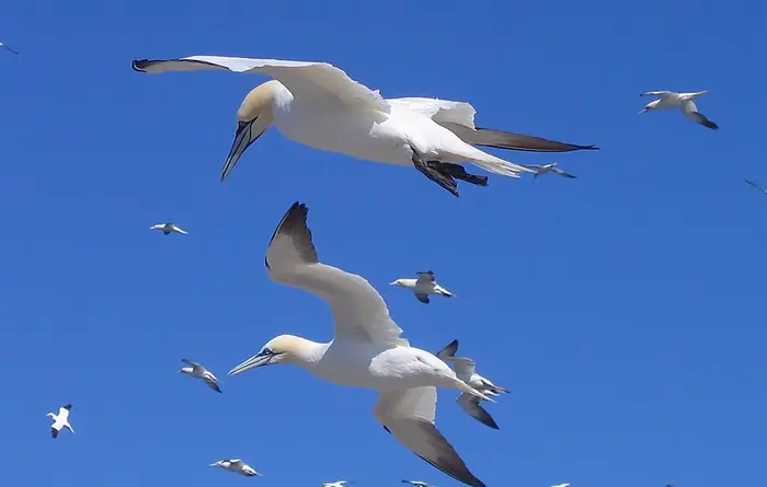 Réserve naturelle des Sept-îles