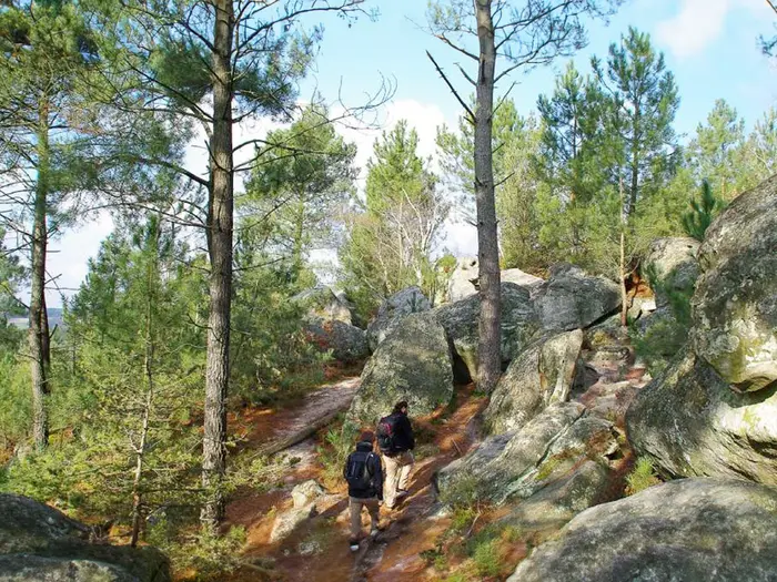 Fontainebleau et ses grands spots nature