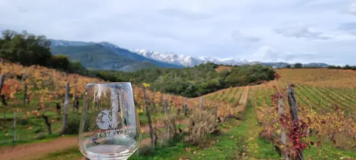 Vignes de Torraccia