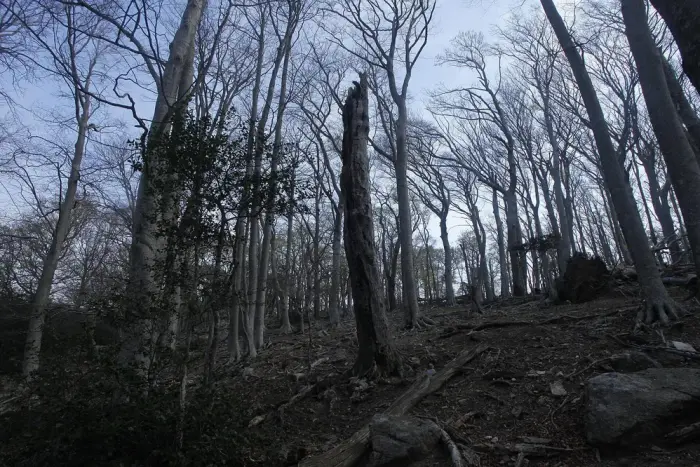 Forêt de la Massane