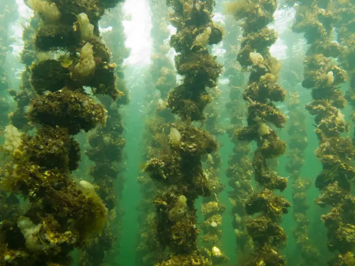 Thau Lagoon