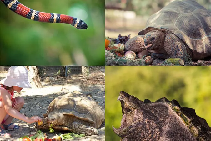 Vallée des Tortues