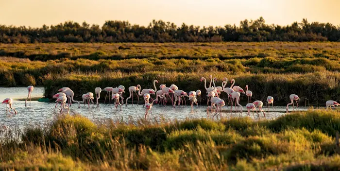 Parc naturel régional de Camargue