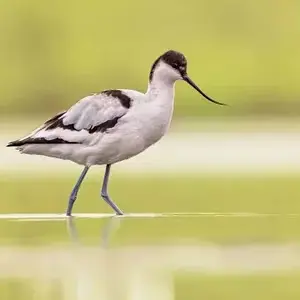 La réserve du Bagnas