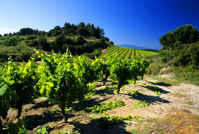 Vignoble du Languedoc