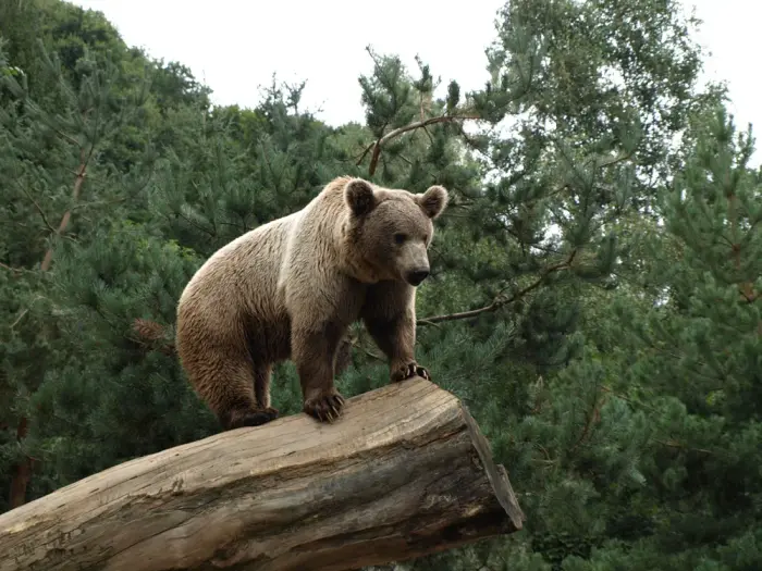 Entre lac, montagne et sites animaliers