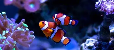 Aquarium de Vendée