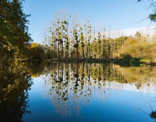 Lac de Grand Lieu