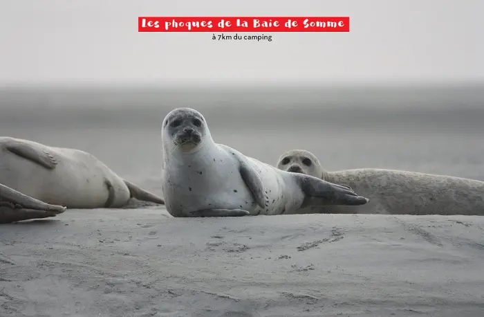 La Baie de Somme à proximité