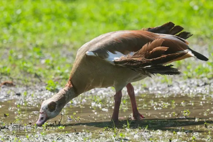 Le Marais aux Oiseaux