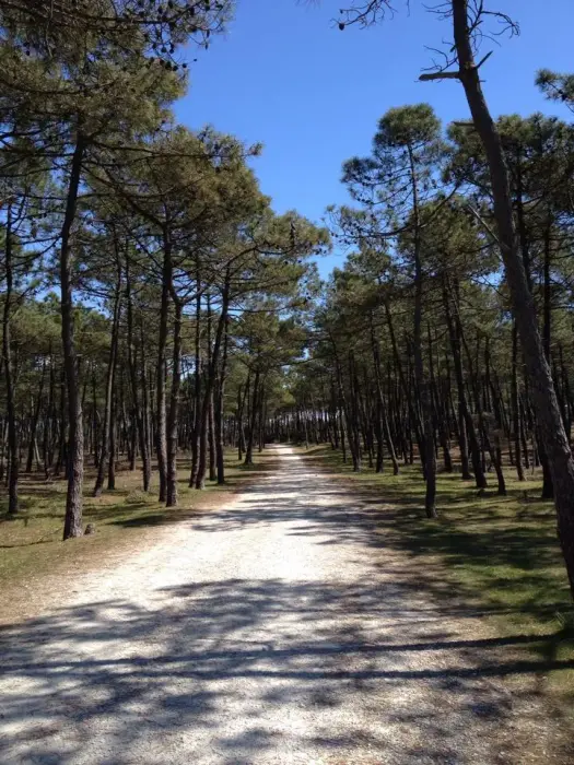 Entre estuaires, forêt et villages charentais
