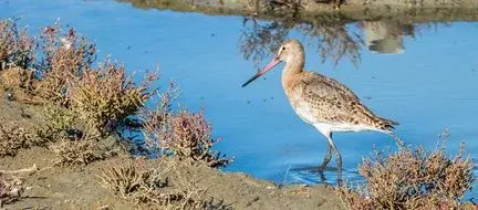 Réserve naturelle de Lilleau des Niges