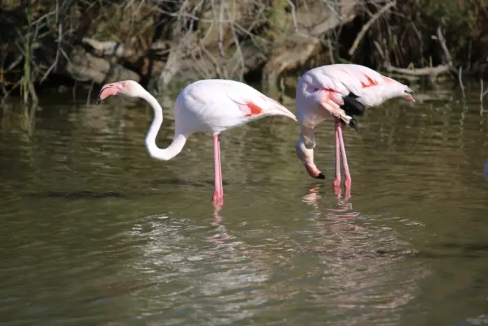 Parc ornithologique du Pont de Gau