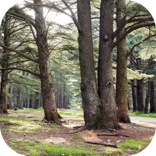 Forêt des Cèdres de Bonnieux