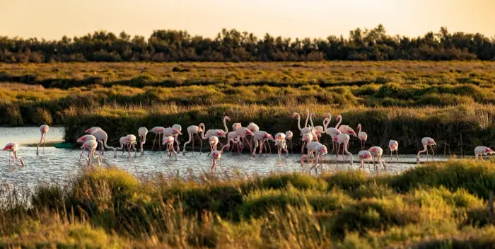 Parc naturel régional de Camargue
