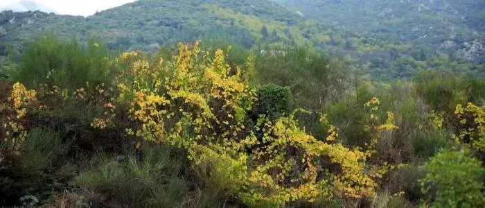 Parc Naturel Régional du Haut-Languedoc