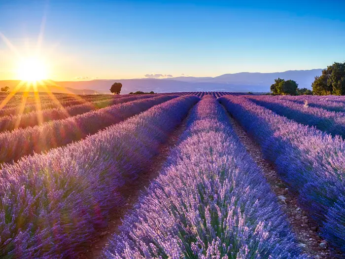 Grasse