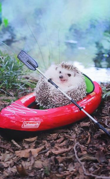 Azuki, le hérisson trop mignon qui fait du camping