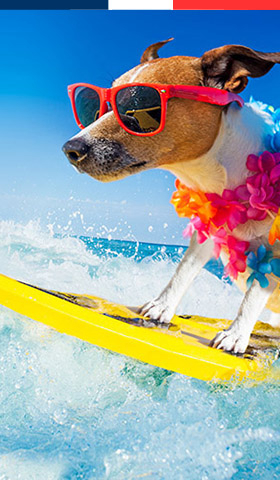 Les campings qui acceptent les animaux