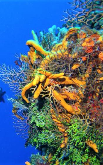 La Corse : expérience unique