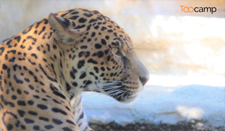 Le Zoo de la Palmyre