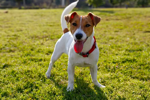 Camping acceptant les chiens
